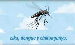 dengue