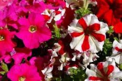 plantines-florales-petunias-maceta-n12-10u-260-D_NQ_NP_13643-MLA3082250423_082012-O